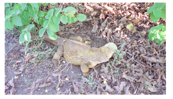 Image0036