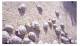 Image0040