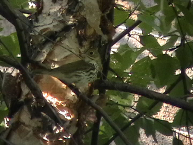 Click here to branch to Ovenbird page.