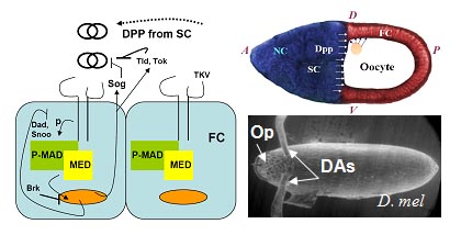 BMP Pathway