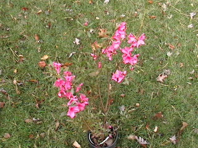 Azalea Gardens