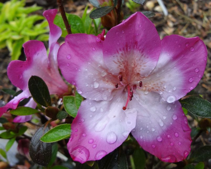 Azalea Gardens