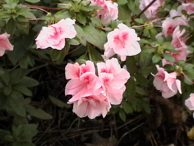 Azalea Gardens